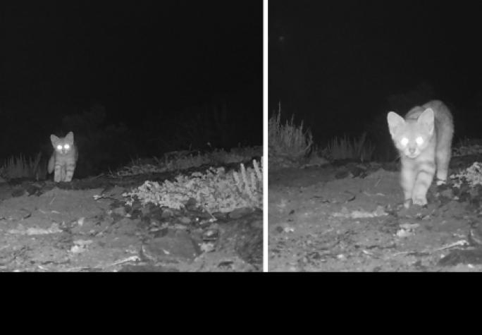 Parque Llanos de Challe: Captan a puma y gato colocolo, pero también a personas sospechosas