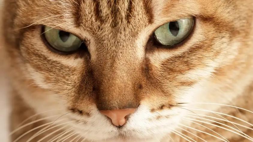 Científicos crean test para saber si su gato es un psicópata