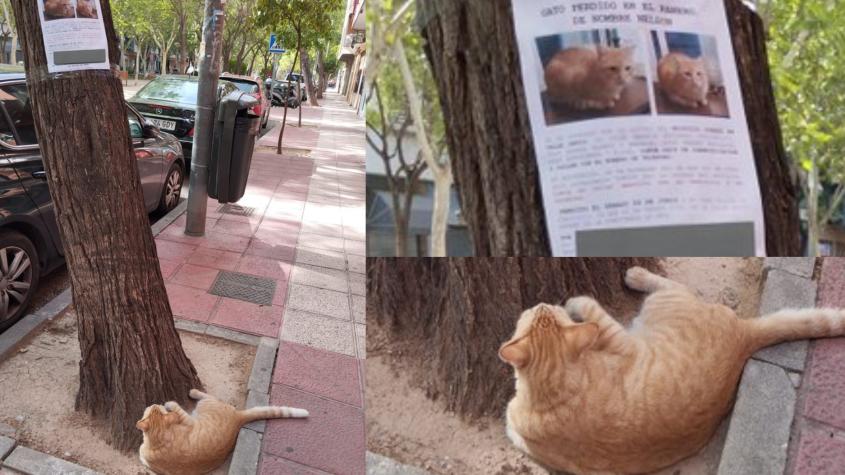 Gato se vuelve viral: fue fotografiado mirando su propio cartel de ‘se busca’