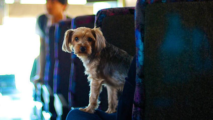 Colombia: Polémica por muerte de un perrito luego que pasa cuatro horas encerrado en bodega de bus
