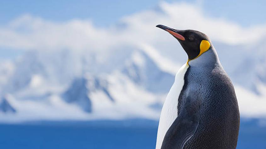 Unos 2.000 pingüinos aparecen muertos en las costas de Uruguay