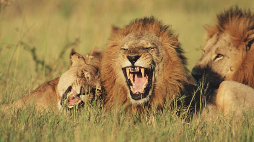 El 8% de los hombres cree que pueden ganarle a un león en una pelea a puño limpio