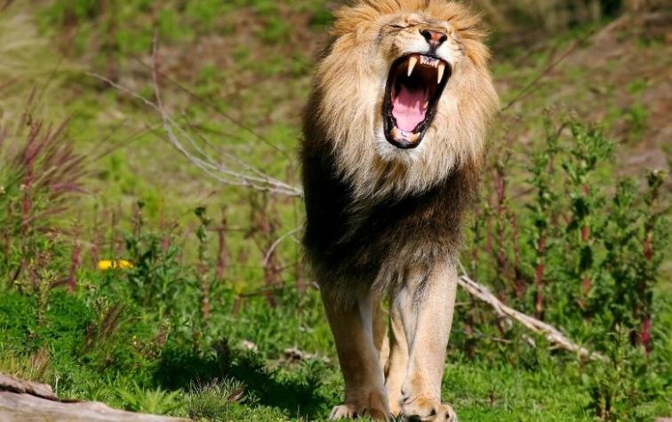 Increíble: el 8% de los hombres cree que podrían ganarle a un león en una pelea