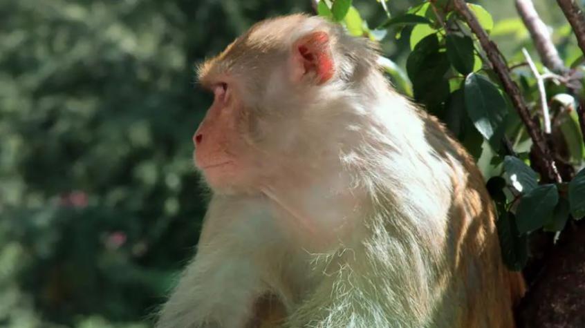 Sexo entre dos machos es demasiado común en macacos salvajes