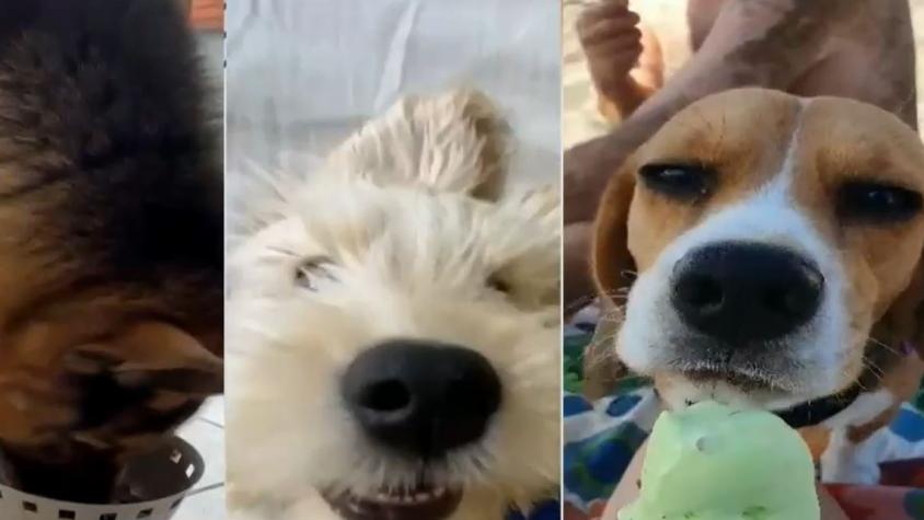 Día mundial de perro: Caninos celebraron y fueron regaloneados por sus humanos