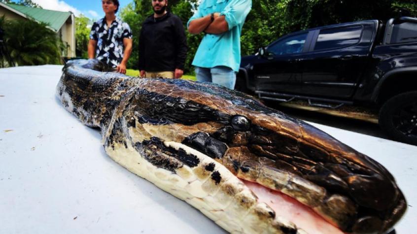 Una ONG afirma haber medido la pitón birmana más larga jamás encontrada en Florida