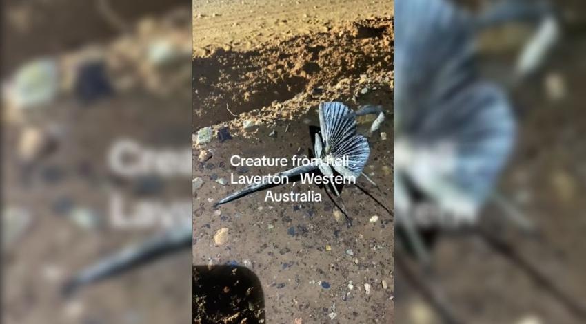 Graban supuesta "criatura del infierno" en Australia: ¿Qué es realmente?