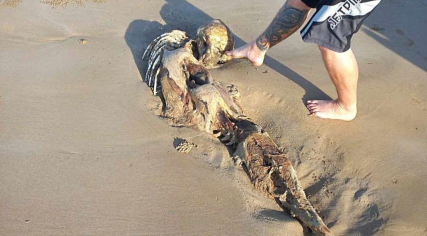¿Será una sirena? Encuentran raro cadáver en playa australiana