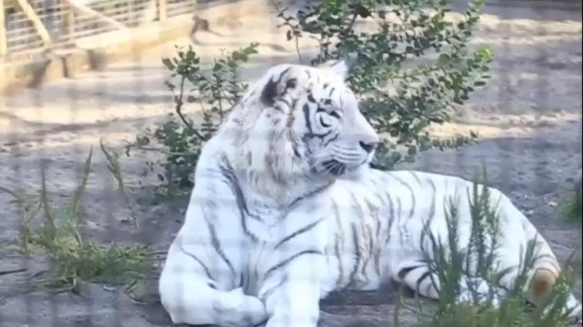 Dueño de Zoológico en Los Ángeles está en estado grave: Fue atacado por un tigre