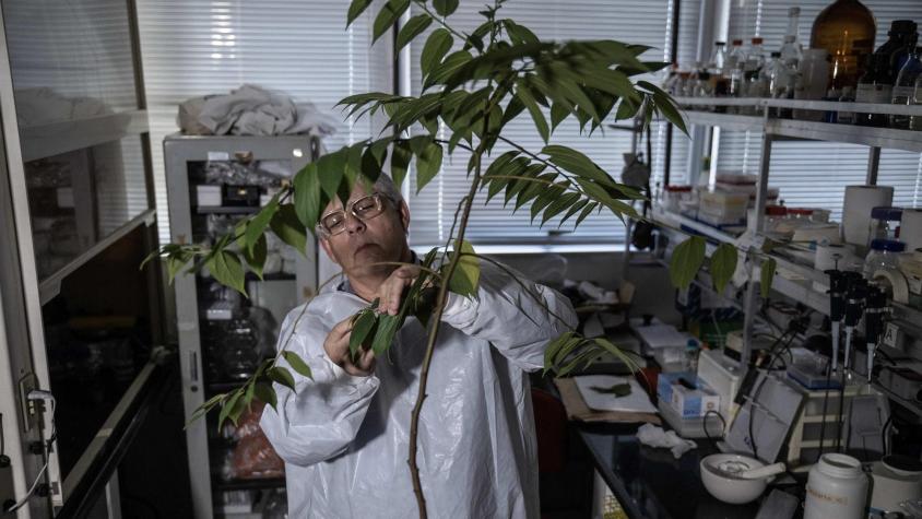 Tratamientos con cannabidiol, pero sin "volarte": El científico brasileño que investiga las propiedades de una "planta mágica" similar a la marihuana