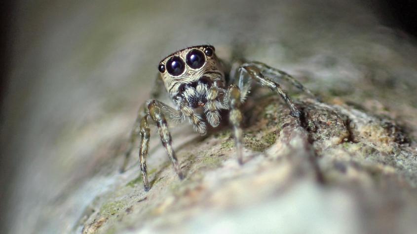 Cierran supermercado por presencia de peligrosa araña: su mordida puede provocar erecciones dolorosas, convulsiones e incluso la muerte