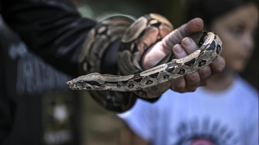 Niña venezolana pierde una pierna tras ser mordida por serpiente: Recibió antídoto, pero la familia le inyectó orina de venado