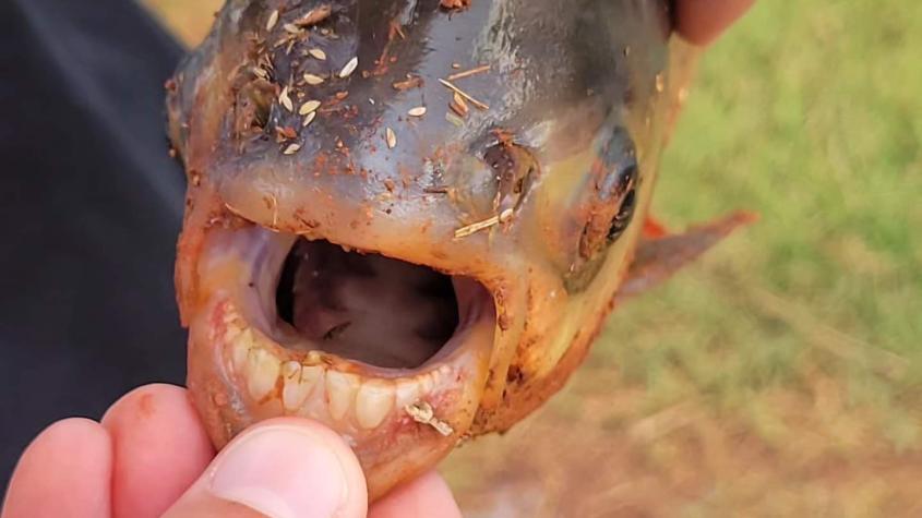 Niño de 11 años atrapa pez que impacta por su dentadura parecida a la de un humano