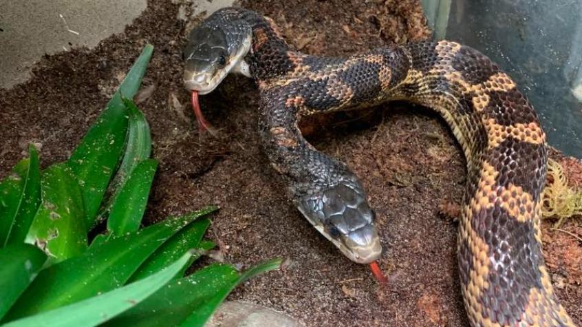 Se llaman "Pancho" y "Lefty": La particular serpiente de dos cabezas que sorprende en zoo de EE.UU