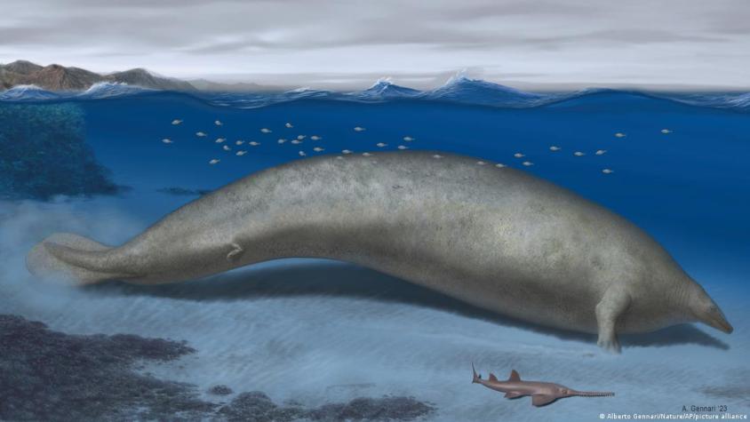 Restos de ballena encontrada en Perú podrían ser del animal más pesado de la historia
