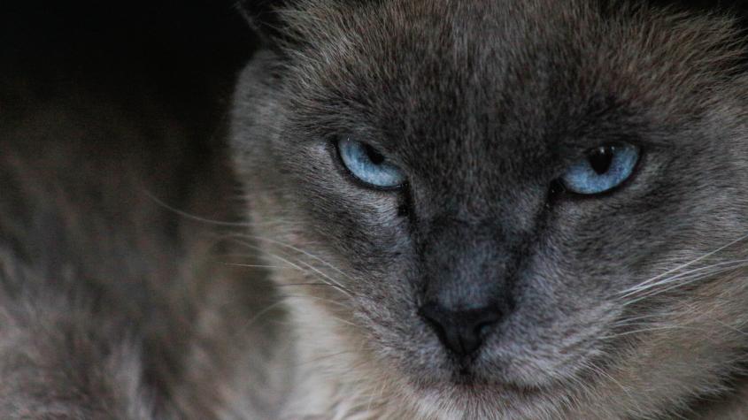 Hongo en gatos: ¿Cómo identificarlo y con qué hay que tener cuidado?