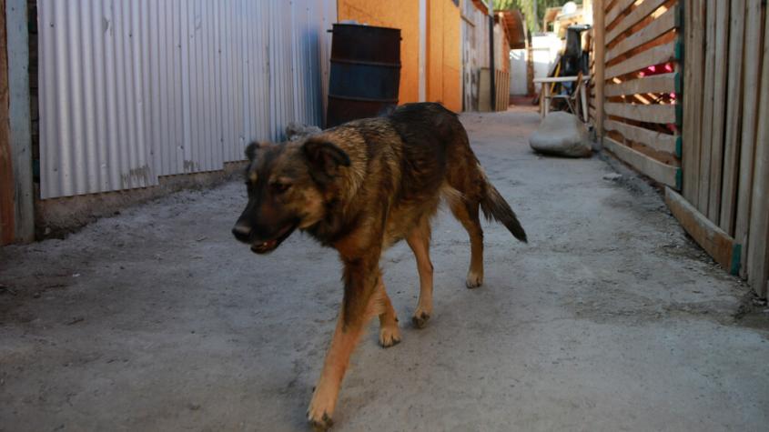 Colegio Médico Veterinario denunció envenenamiento reiterado de perros en Porvenir