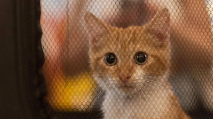 Hongo que afecta a gatos: ¿Hay riesgos para la salud de las personas? 