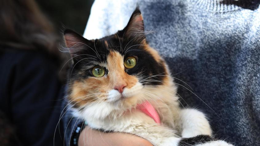 Recomiendan cuarentena para gatos: En qué consiste la inusual medida contra peligroso hongo