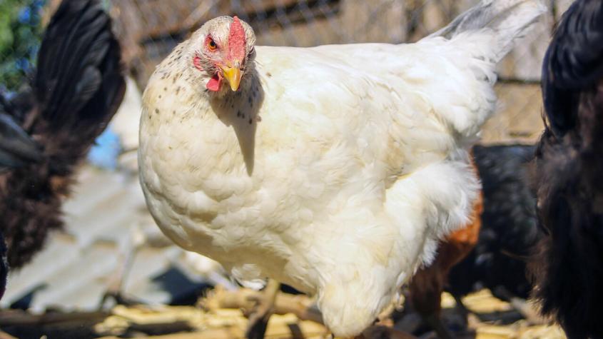 "Una buena noticia dentro de la tragedia": Gobierno revela que Chile se declaró libre de gripe aviar
