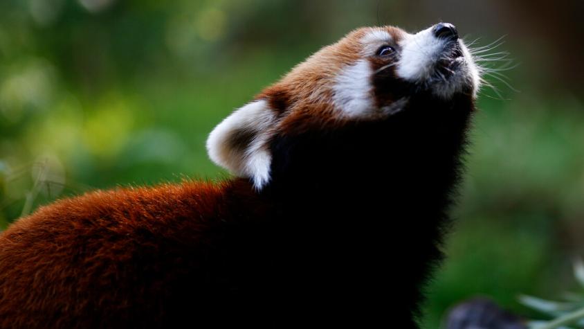 "¡Hasta siempre Kelú!": Parquemet confirma muerte del primer panda rojo nacido en Chile