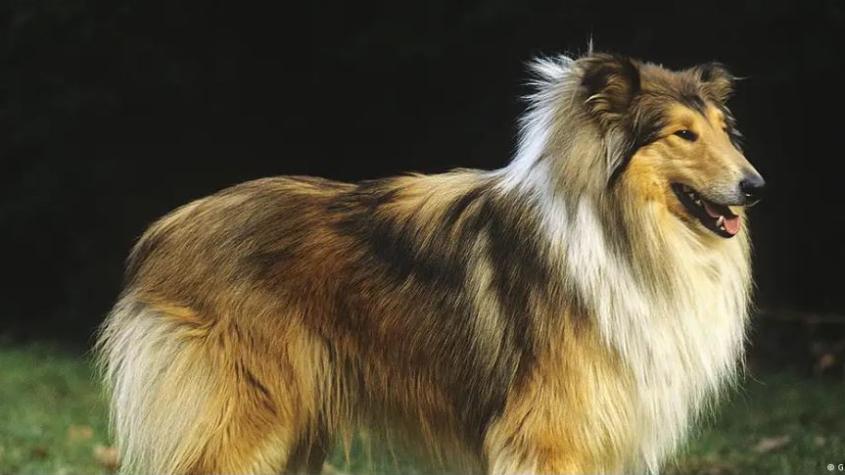 Gastó 13 mil dólares en su “transformación”: Japonés da su primer paseo como "perro humano" Gastó 13 mil dólares en su “transformación”: Japonés da su primer paseo como "perro humano"