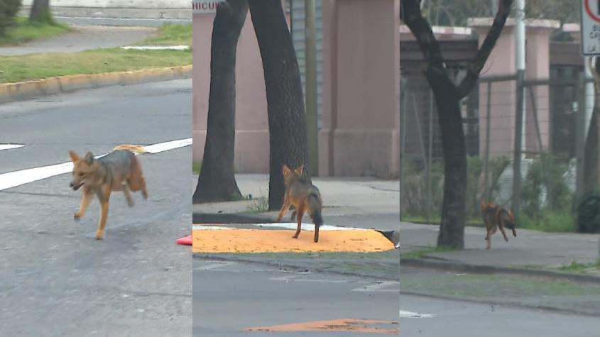 SAG no pudo capturar a zorro en Las Condes: Dardo no liberó todo el tranquilizante 