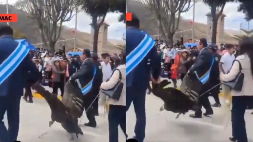 Polémica por maltrato animal en Perú: Alcalde encadenó y arrastró a un cóndor andino durante desfile