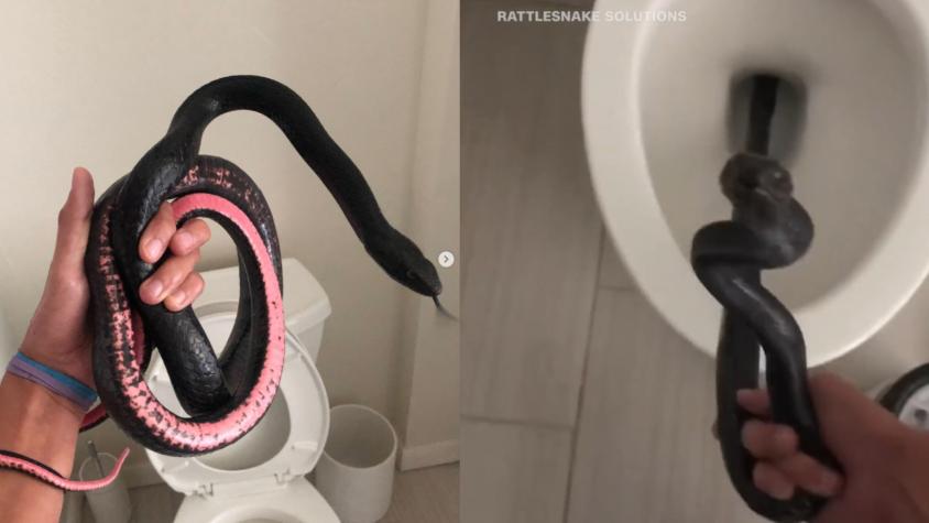 "Mi peor pesadilla": Mujer encuentra serpiente saliendo del inodoro de su baño en Estados Unidos