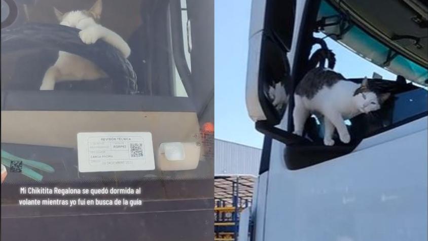 Joaquín y "Chikitita": Camionero la rompe en Tiktok al recorrer Chile con su gata