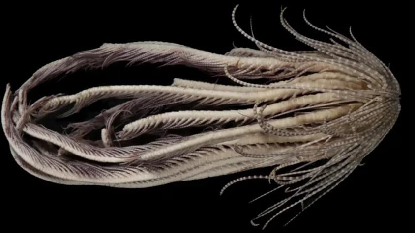 Tiene más de 20 brazos: Descubren desconocido animal en las profundidades del océano Antártico