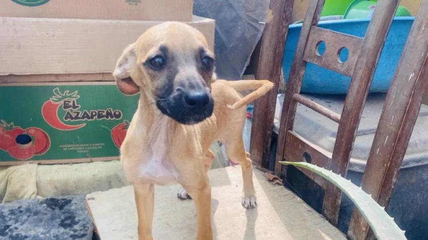 Dos personas fueron detenidas en Arica tras encontrar a 15 perros desnutridos y con parásitos