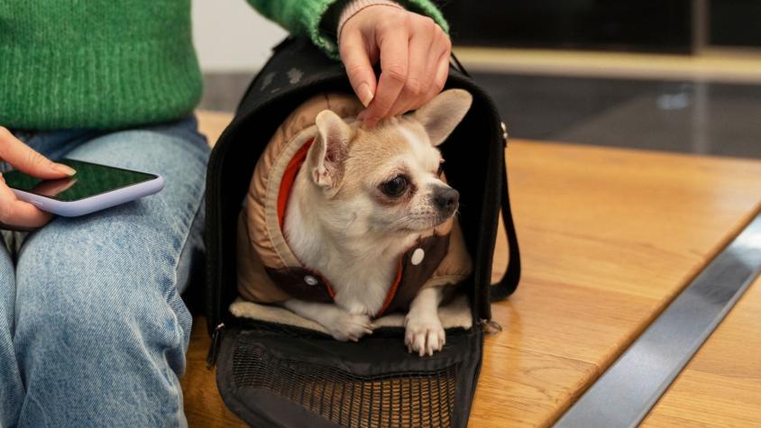 Mujer abandonó a su perro en el aeropuerto porque no podía llevarlo en el avión