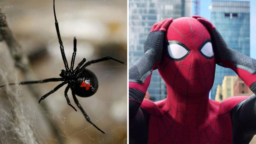 Niño se dejó picar por una viuda negra porque quería convertirse en Spider-Man en Bolivia