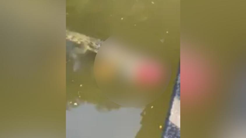 Futbolista muere tras ataque de un cocodrilo en un río