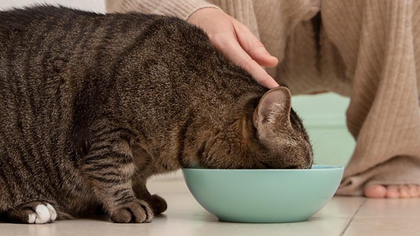 ¿Por qué algunos gatos sufren de problemas urinarios, sobrepeso u obesidad?