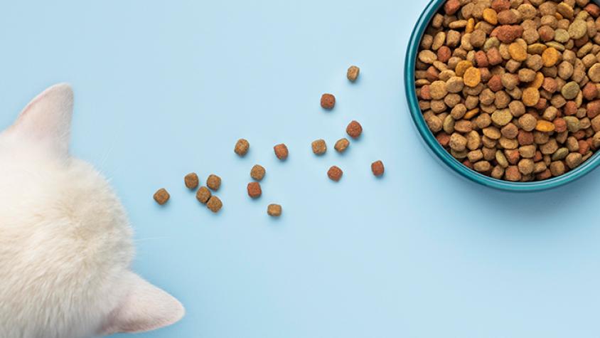 Nutrición para los gatos: ¿Es mejor darle alimento húmedo o seco?