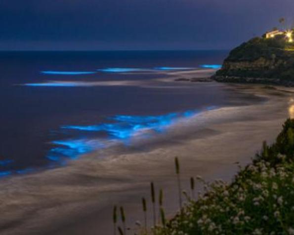 Espectáculo natural: Algas "bioluminiscentes" generan luz azul en mar de España