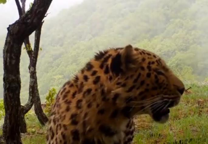 A centímetros: Captan a un leopardo en el extremo oriente ruso