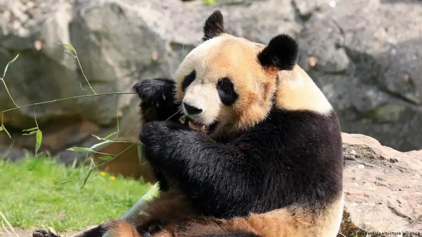 Único panda nacido en Francia dijo adiós y vivirá en China
