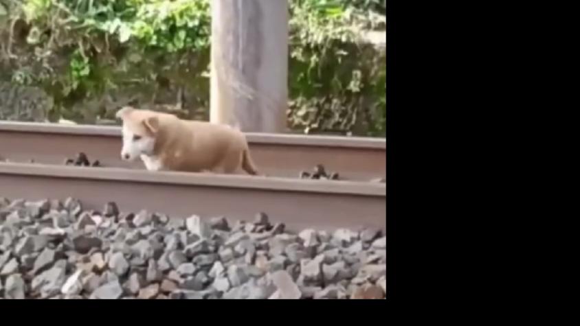 Un milagro: Tren pasó sobre un perro y este salió completamente ileso