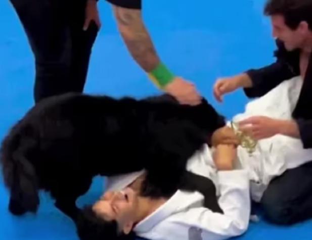 Siempre fiel: Perro se metió en pleno torneo de artes marciales para defender a su dueño