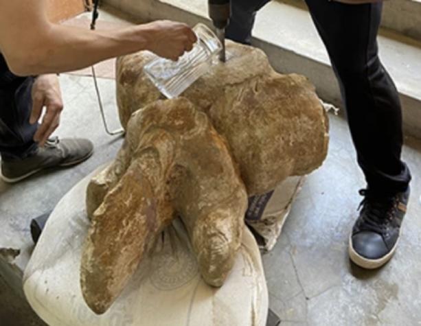 340 toneladas: Hallan restos del animal más grande de la historia en Perú