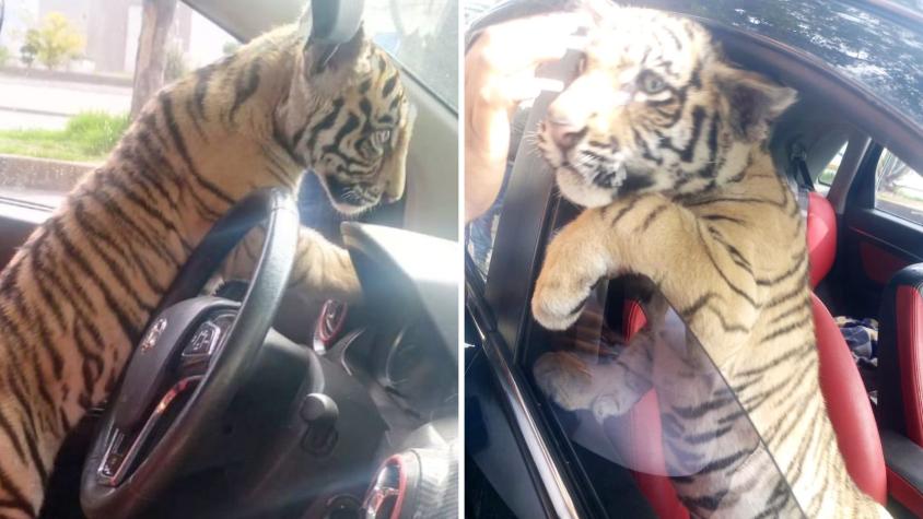 VIDEO | Detienen a hombre que paseaba con un tigre de bengala en su auto