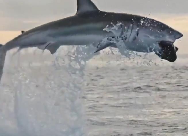 De no creerlo: Este es el récord vigente del salto más alto de un tiburón blanco