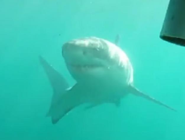 "Me asusté": Mujer argentina nadó con tiburones blancos en Nueva Zelanda 