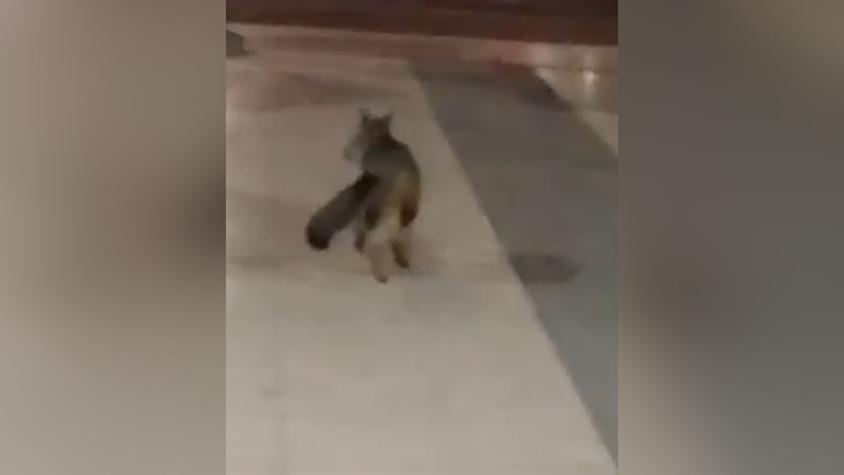 VIDEO | Captan a zorro culpeo en la Plaza Egaña: Motivó operativo para su captura