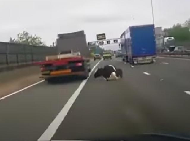 Video: Una vaca cayó del camión que la transportaba en plena carretera