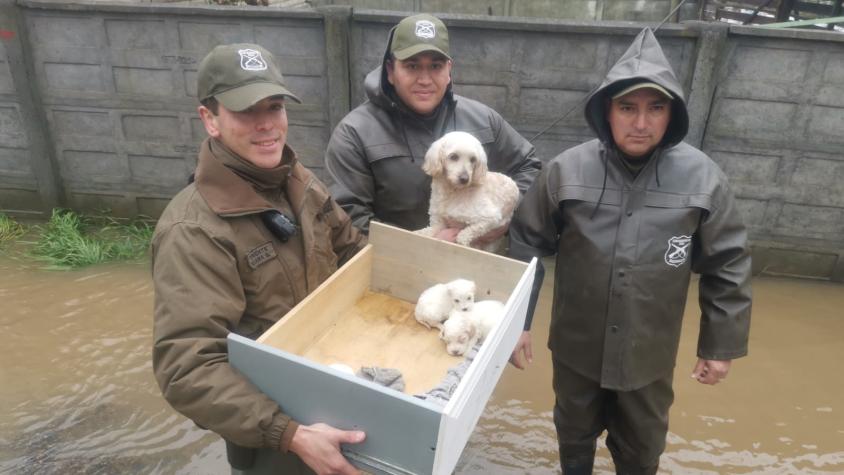 Carabineros rescata a perrita y a sus cachorros desde casa anegada por desborde del río Andalién