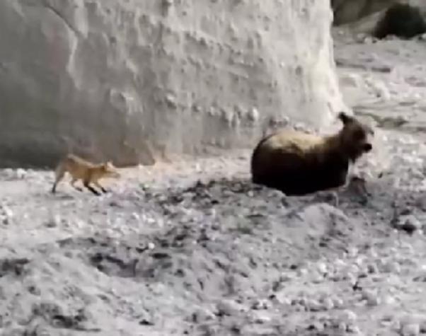 Se viraliza video de llamativa interacción entre un zorro y un oso